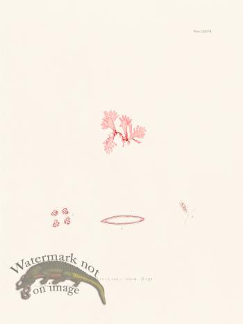 Bradbury Seaweed 077